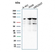 Western blot testing of human samples with MCM7 antibody (clone MCM7/2756R). Expected molecular weight: 80-90 kDa.