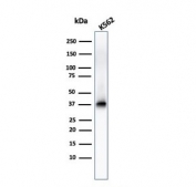 Western blot testing of human K562 cell lysate with Nucleophosmin antibody. Expected molecular weight ~38 kDa.