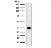 Western blot testing of human Raji cell lysate with BOB1 antibody (clone BOB1/2421). Predicted molecular weight: ~28 kDa (unmodified), 35-40 kDa (ubiquitinated).