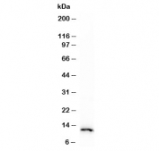 Western blot testing of human HeLa cell lysate with recombinant S100A4 antibody (clone PS1A4-1R). Predicted molecular weight ~12 kDa.