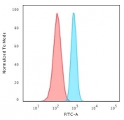 FACS testing of fixed and permeabilized human HeLa cells with recombinant Spectrin beta III antibody (blue) and isotype control (red).