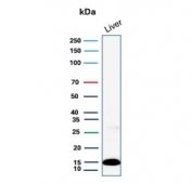 Western blot testing of human liver lysate with Prealbumin antibody (clone CPTC-TTR-1). Predicted molecular weight ~16 kDa.