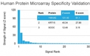 Analysis of HuProt(TM) microarray containing more than 19,000 full-length human proteins using 14-3-3 epsilon antibody (clone CPTC-YWHAE-1). These results demonstrate the foremost specificity of the CPTC-YWHAE-1 mAb.<BR>Z- and S- score: The Z-score represents the strength of a signal that an antibody (in combination with a fluorescently-tagged anti-IgG secondary Ab) produces when binding to a particular protein on the HuProt(TM) array. Z-scores are described in units of standard deviations (SD's) above the mean value of all signals generated on that array. If the targets on the HuProt(TM) are arranged in descending order of the Z-score, the S-score is the difference (also in units of SD's) between the Z-scores. The S-score therefore represents the relative target specificity of an Ab to its intended target.