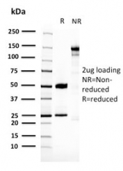 SDS-PAGE analysis of purified, BSA-free 14-3-3 epsilon antibody (clone ACP5/2336R) as confirmation of integrity and purity.