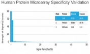 Analysis of HuProt(TM) microarray containing more than 19,000 full-length human proteins using CA8 antibody (clone CPTC-CA8-2). These results demonstrate the foremost specificity of the CPTC-CA8-2 mAb. Z- and S- score: The Z-score represents the strength of a signal that an antibody (in combination with a fluorescently-tagged anti-IgG secondary Ab) produces when binding to a particular protein on the HuProt(TM) array. Z-scores are described in units of standard deviations (SD's) above the mean value of all signals generated on that array. If the targets on the HuProt(TM) are arranged in descending order of the Z-score, the S-score is the difference (also in units of SD's) between the Z-scores. The S-score therefore represents the relative target specificity of an Ab to its intended target.