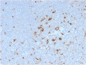 IHC staining of FFPE human tonsil with recombinant CD68 antibody (clone C68/2908R). HIER: boil tissue sections in pH 9 10mM Tris with 1mM EDTA for 10-20 min followed by cooling at RT for 20 min.