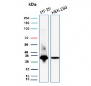 Western blot testing of human HT-29 and HEK293 cell lysate with recombinant MTAP antibody. Expected molecular weight: 26-38 kDa (multiple isoforms).