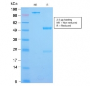 SDS-PAGE analysis of purified, BSA-free IL3RA antibody (clone CDLA123-1R) as confirmation of integrity and purity.