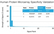 Analysis of HuProt(TM) microarray containing more than 19,000 full-length human proteins using AMACR antibody (clone AMACR/1864). These results demonstrate the foremost specificity of the AMACR/1864 mAb. Z- and S- score: The Z-score represents the strength of a signal that an antibody (in combination with a fluorescently-tagged anti-IgG secondary Ab) produces when binding to a particular protein on the HuProt(TM) array. Z-scores are described in units of standard deviations (SD's) above the mean value of all signals generated on that array. If the targets on the HuProt(TM) are arranged in descending order of the Z-score, the S-score is the difference (also in units of SD's) between the Z-scores. The S-score therefore represents the relative target specificity of an Ab to its intended target.