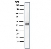 Western blot testing of human kidney lysate with AMACR antibody. Predicted molecular weight ~43 kDa.