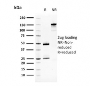 SDS-PAGE analysis of purified, BSA-free SERPINB3 antibody (clone CPTC-SERPINB3-2) as confirmation of integrity and purity.