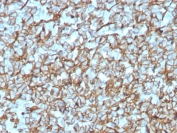 IHC testing of FFPE human pancreas with recombinant Spectrin beta III antibody (clone SPTBN2/3142R). Required HIER: boil tissue sections in 10mM citrate buffer, pH 6, for 10-20 min followed by cooling at RT for 20 min.