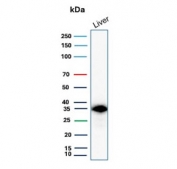 Western blot testing of human liver lysate with SULT1E1 antibody (clone CPTC-SULT1E1-1). Expected molecular weight ~33-35 kDa.