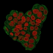 Immunofluorescent staining of paraformaldehyde-fixed human MCF7 cells with CD47 antibody (green, clone CD47/3019) and Reddot nuclear stain (red).