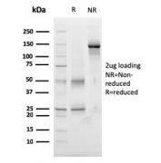 SDS-PAGE analysis of purified, BSA-free TIGIT antibody (clone TIGIT/3017) as confirmation of integrity and purity.