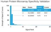 Analysis of HuProt(TM) microarray containing more than 19,000 full-length human proteins using Pan-HLA antibody (clone HLA-Pan/2967R). These results demonstrate the foremost specificity of the HLA-Pan/2967R mAb. Z- and S- score: The Z-score represents the strength of a signal that an antibody (in combination with a fluorescently-tagged anti-IgG secondary Ab) produces when binding to a particular protein on the HuProt(TM) array. Z-scores are described in units of standard deviations (SD's) above the mean value of all signals generated on that array. If the targets on the HuProt(TM) are arranged in descending order of the Z-score, the S-score is the difference (also in units of SD's) between the Z-scores. The S-score therefore represents the relative target specificity of an Ab to its intended target.