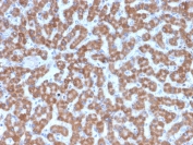 IHC testing of FFPE human liver tissue with Prohibitin antibody (clone PHB/3227). Required HIER: boil tissue sections in pH6, 10mM citrate buffer, for 10-20 min followed by cooling at RT for 20 min.