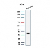 Western blot testing of human Ramos cell lysate with Prohibitin antibody (clone PHB/3227). Expected molecular weight ~30 kDa.