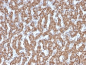 IHC testing of FFPE human liver tissue with Prohibitin antibody (clone PHB/3226). Required HIER: boil tissue sections in pH6, 10mM citrate buffer, for 10-20 min followed by cooling at RT for 20 min.