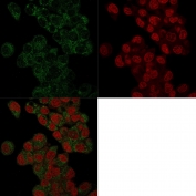 Immunofluorescence staining of human HepG2 cells with Prohibitin antibody (green, clone PHB/3225) and Reddot nuclear stain (red).