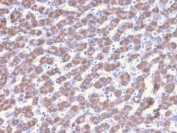 IHC testing of FFPE human liver tissue with PHB antibody (clone PHB/3228). Required HIER: boil tissue sections in pH6, 10mM citrate buffer, for 10-20 min followed by cooling at RT for 20 min.
