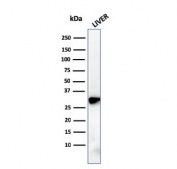 Western blot testing of human liver lysate with PHB antibody (clone PHB/3228). Expected molecular weight ~30 kDa.