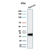Western blot testing of human Ramos cell lysate with PHB antibody (clone PHB/3228). Expected molecular weight ~30 kDa.