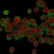Immunofluorescence staining of human HepG2 cells with Prohibitin antibody (green, clone PHB/3231) and Reddot nuclear stain (red).