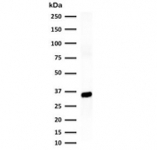 Western blot testing of human A549 cell lysate with ANXA1 antibody (clone ANNX1-1). Predicted molecular weight ~38 kDa.