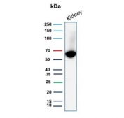 Western blot testing of human kidney tissue lysate with Occludin antibody. Predicted molecular weight ~59 kDa.