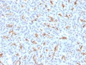 IHC testing of FFPE human pancreas with CFTR antibody. Staining of FFPE tissue is enhanced by boiling tissue sections in 10mM Tris with 1mM EDTA, pH9 for 10-20 min followed by cooling at RT for 20 min.