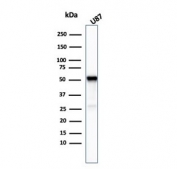 Western blot testing of human U-87 cel lysate with Beta Tubulin antibody (clone TUBB3/3732). Predicted molecular weight: ~50 kDa.