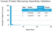 Analysis of HuProt(TM) microarray containing more than 19,000 full-length human proteins using Cathepsin K antibody (clone CTSK/2793). These results demonstrate the foremost specificity of the CTSK/2793 mAb. Z- and S- score: The Z-score represents the strength of a signal that an antibody (in combination with a fluorescently-tagged anti-IgG secondary Ab) produces when binding to a particular protein on the HuProt(TM) array. Z-scores are described in units of standard deviations (SD's) above the mean value of all signals generated on that array. If the targets on the HuProt(TM) are arranged in descending order of the Z-score, the S-score is the difference (also in units of SD's) between the Z-scores. The S-score therefore represents the relative target specificity of an Ab to its intended target.