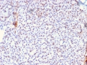 IHC staining of FFPE human pancreas with AKT1 antibody (clone AKT1/2784). HIER: boil tissue sections in pH 9 10mM Tris with 1mM EDTA for 10-20 min followed by cooling at RT for 20 min. 