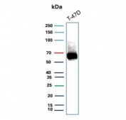 Western blot testing of human T-47D cell lysate with Estrogen Receptor antibody (ESR1/3559). Predicted molecular weight ~67 kDa.