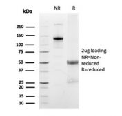 SDS-PAGE analysis of purified, BSA-free FCGRT antibody (clone FCGRT/2932) as confirmation of integrity and purity.