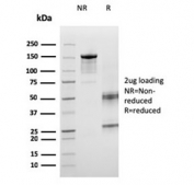 SDS-PAGE analysis of purified, BSA-free ICOS Ligand antibody (clone ICOSL/3260) as confirmation of integrity and purity.