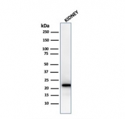 Western blot testing of human kidney lysate with recombinant FTL antibody (clone rFTL/1388). Predicted molecular weight: ~20 kDa.