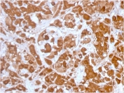 IHC testing of FFPE human pituitary with Growth Hormone antibody (clone GH/3155). Required HIER: boil tissue sections in pH 9 10mM Tris with 1mM EDTA for 10-20 min.
