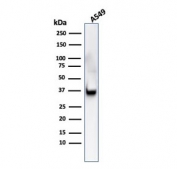 Western blot testing of human A549 cell lysate with Annexin A1 antibody (clone ANXA1/3566). Predicted molecular weight ~38 kDa.