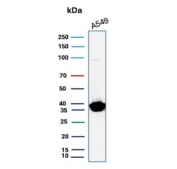 Western blot testing of human A549 cell lysate with Annexin A1 antibody (clone ANXA1/3566). Predicted molecular weight ~38 kDa.