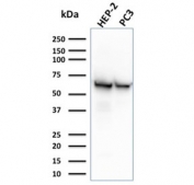Western blot testing of human HEP-2 and PC3 cell lysate with HSP60 antibody (clone CPTC-HSPD1-1). Predicted molecular weight ~60 kDa.