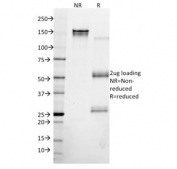 SDS-PAGE analysis of purified, BSA-free Cytokeratin 8 antibody (clone KRT8/2115) as confirmation of integrity and purity.