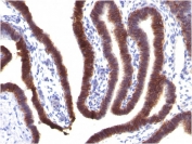 IHC staining of FFPE human fallopian tube with EpCAM antibody (clone EGP40/1373). HIER: boil tissue sections in pH 9 10mM Tris with 1mM EDTA for 10-20 min and allow to cool before testing.