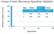 Analysis of HuProt(TM) microarray containing more than 19,000 full-length human proteins using EpCAM antibody (clone EGP40/1373). These results demonstrate the foremost specificity of the EGP40/1373 mAb. Z- and S- score: The Z-score represents the strength of a signal that an antibody (in combination with a fluorescently-tagged anti-IgG secondary Ab) produces when binding to a particular protein on the HuProt(TM) array. Z-scores are described in units of standard deviations (SD's) above the mean value of all signals generated on that array. If the targets on the HuProt(TM) are arranged in descending order of the Z-score, the S-score is the difference (also in units of SD's) between the Z-scores. The S-score therefore represents the relative target specificity of an Ab to its intended target.