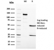 SDS-PAGE analysis of purified, BSA-free MCM6 antibody (clone MCM6/3000) as confirmation of integrity and purity.