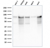 Western blot testing of human samples with recombinant MCM7 antibody (clone rMCM7/1468). Expected molecular weight: 80-90 kDa.