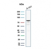 Western blot testing of human A431 cell lysate with recombinant MCM7 antibody (clone rMCM7/1468). Expected molecular weight: 80-90 kDa.