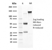 SDS-PAGE analysis of purified, BSA-free Mammaglobin antibody (clone SPM518) as confirmation of integrity and purity.
