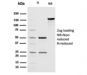 SDS-PAGE analysis of purified, BSA-free MSH2 antibody as confirmation of integrity and purity.